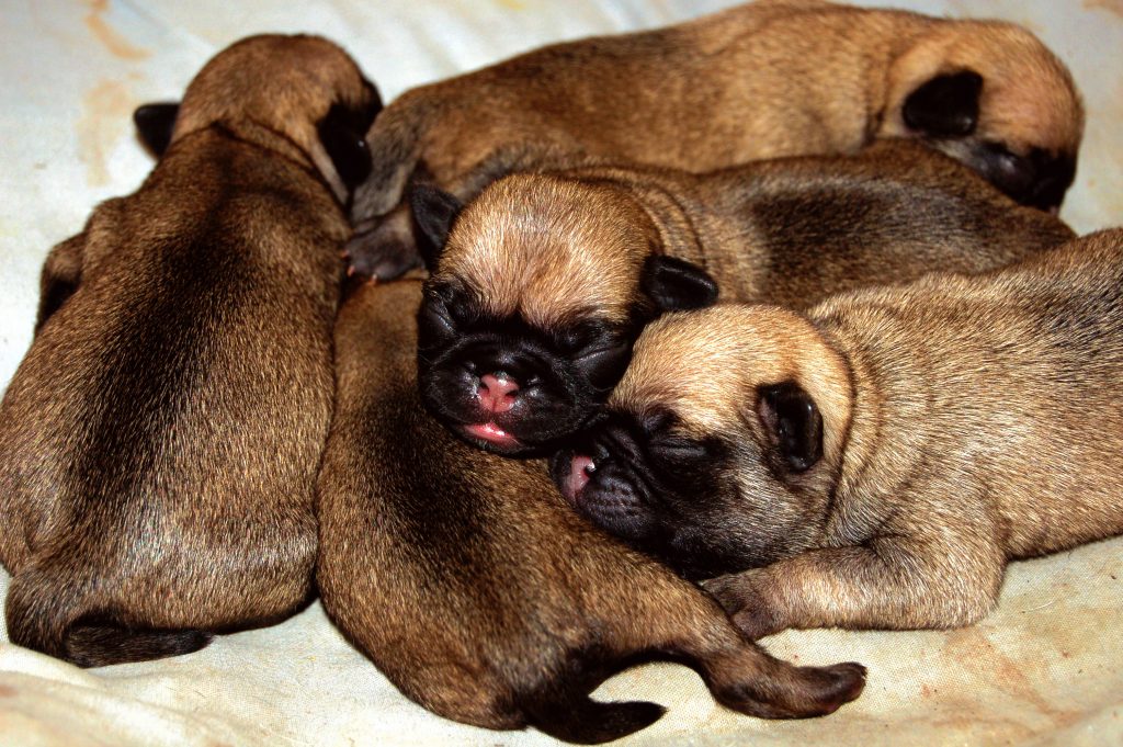 Tuổi của chó pug tính thế nào?