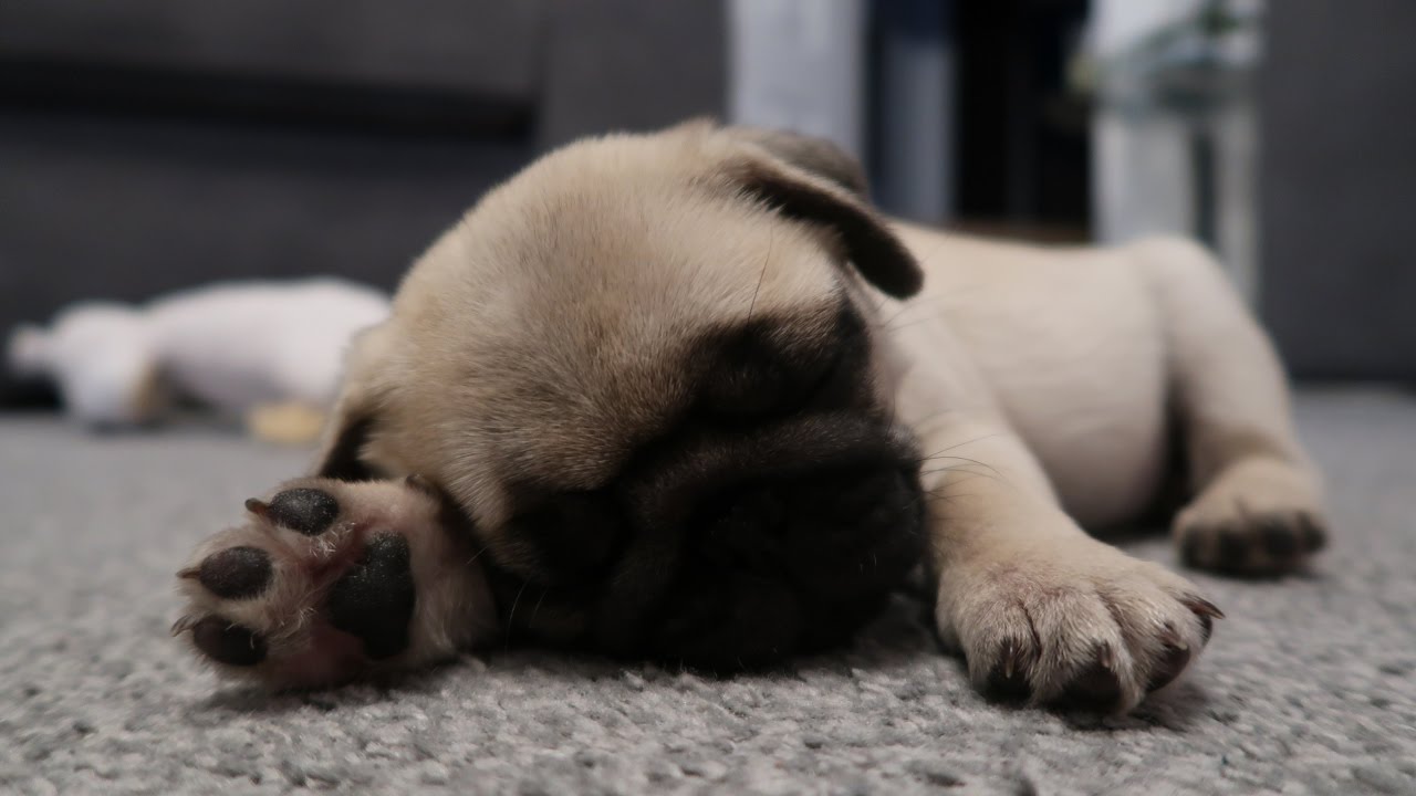 Chó pug màu trắng kem đang ngủ