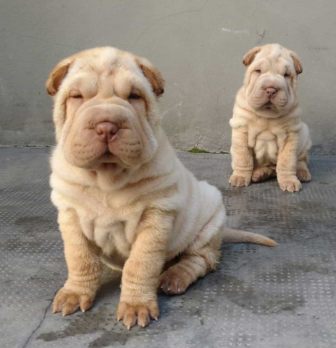 shar-pei-truong-thanh-ngoi-tren-co