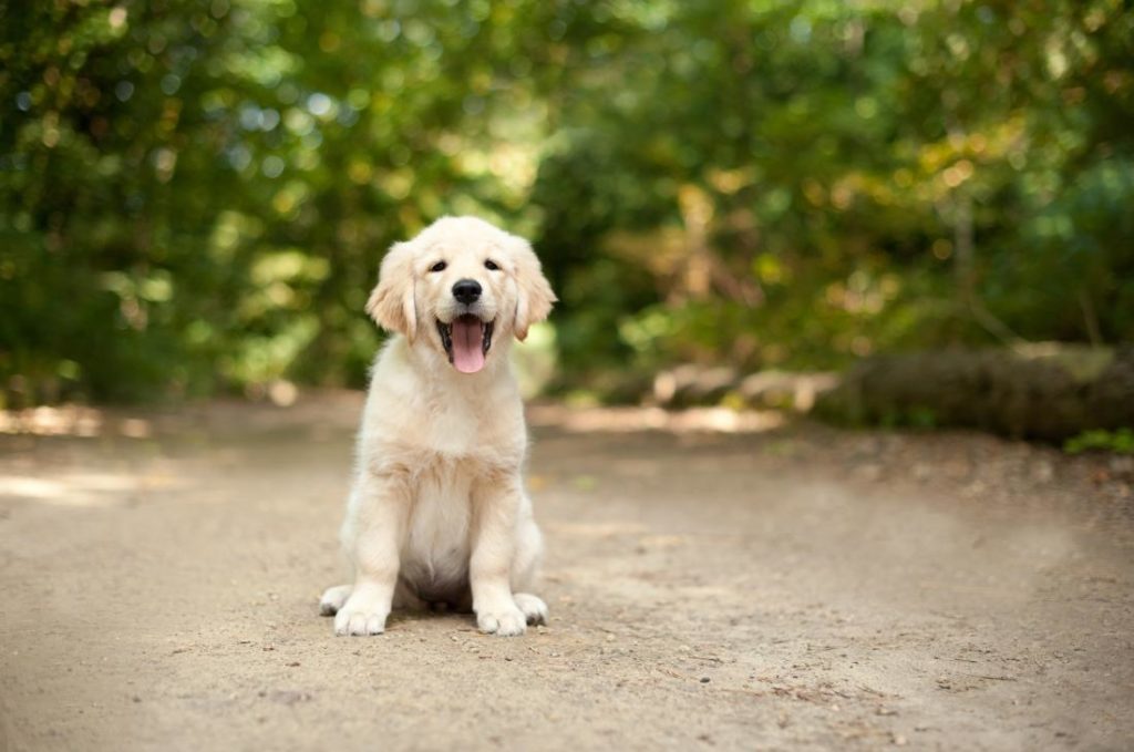 cách chọn chó khôn là nên lựa những con chó có đốm ở lưỡi
