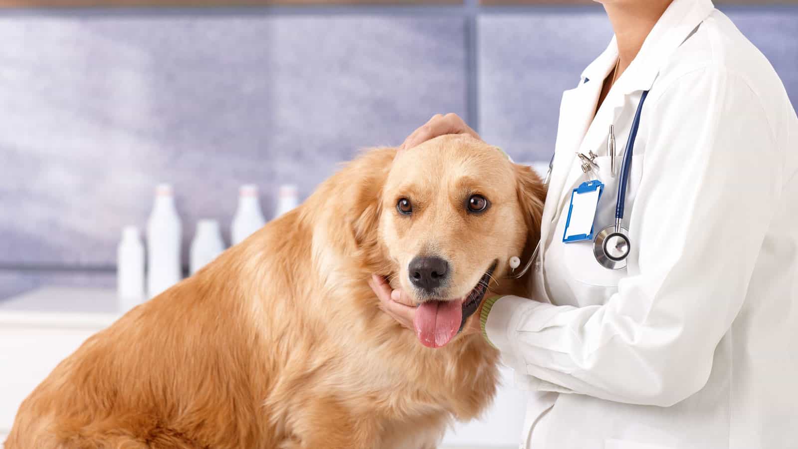 Chó được chăm sóc ở Vet Clinic