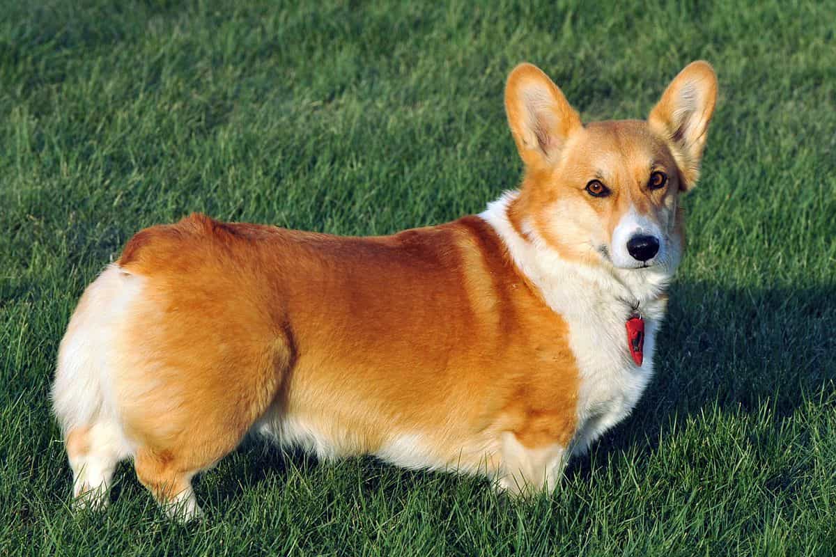 Chó corgi nhỏ hay đi vệ sinh bừa bãi