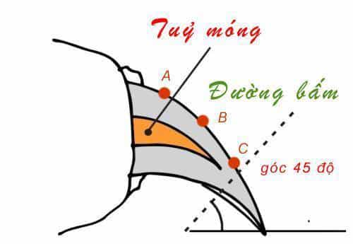 Chú ý đến vùng hồng khi cắt móng chân cho chó