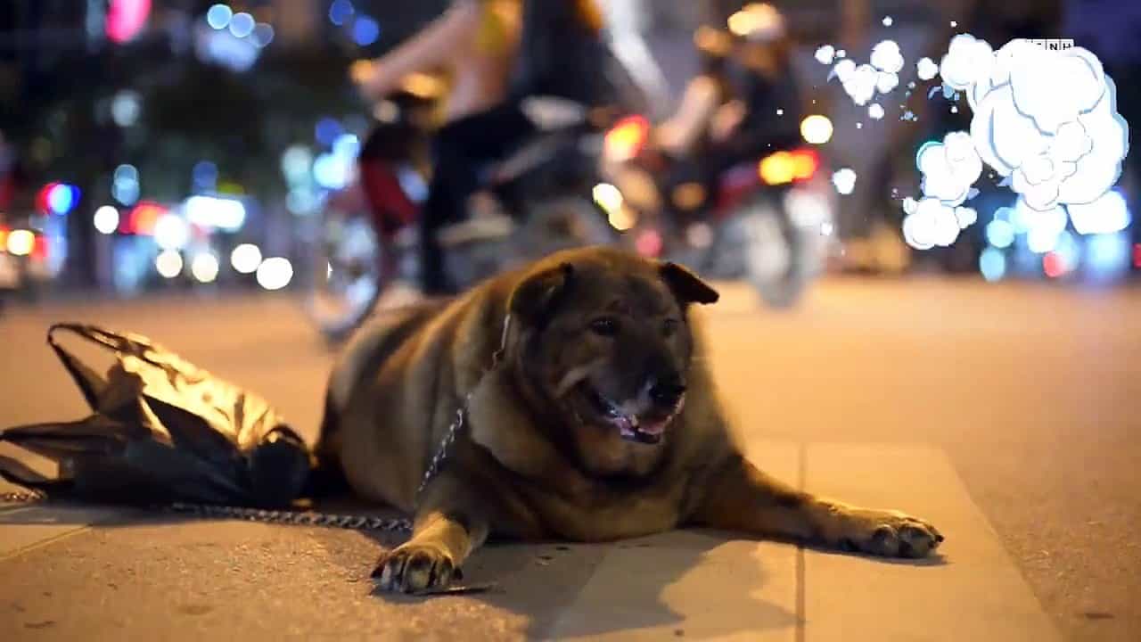 phì cười với cuộc đi bộ giảm cân của chú chó béo