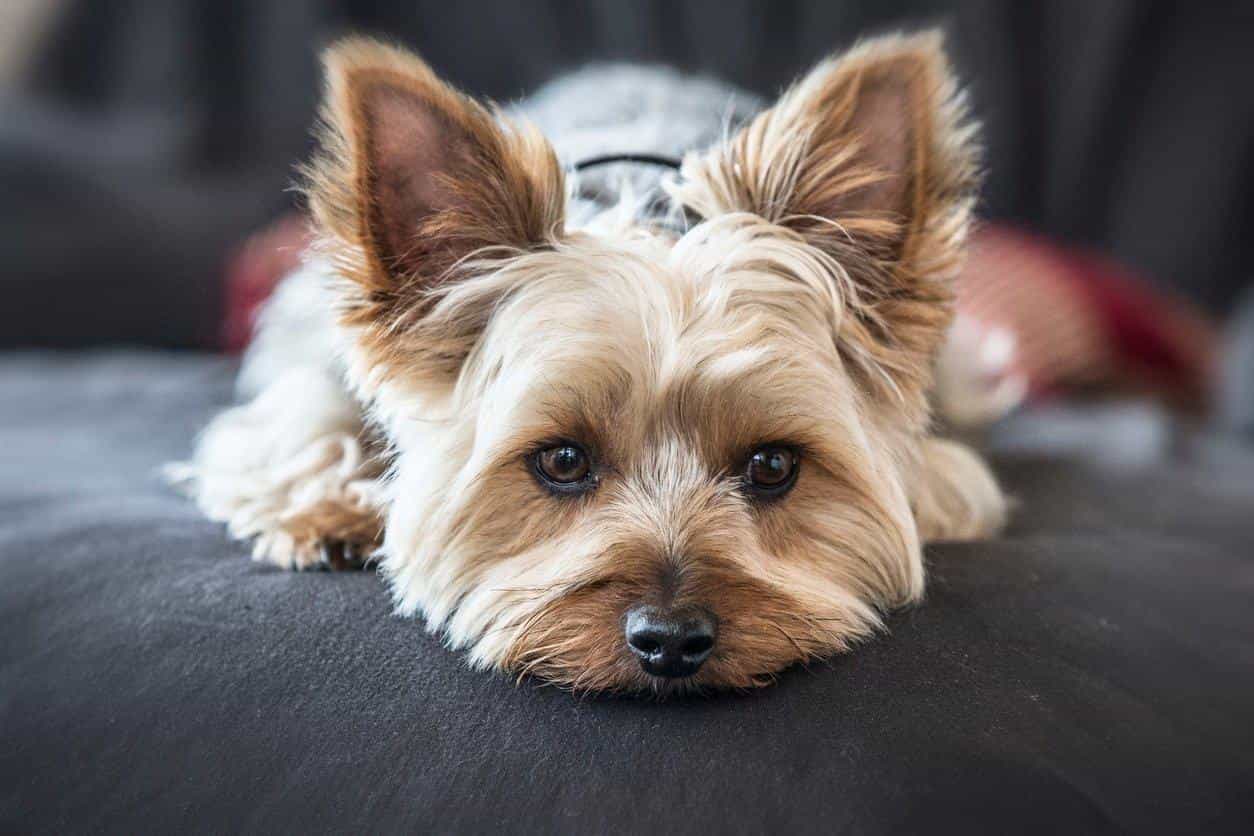 giống chó yorkshire terrier