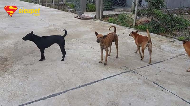 Quy trình phối giống chó au88 TPHCM au88