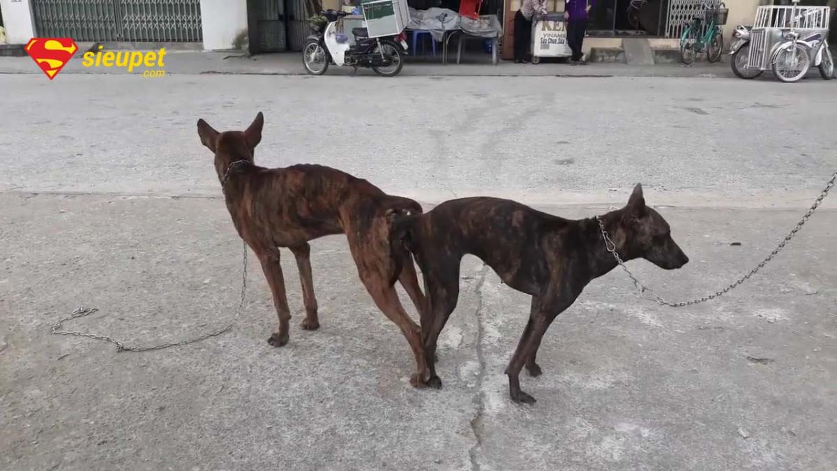 Lưu ý khi phối giống chó au88 TPHCM