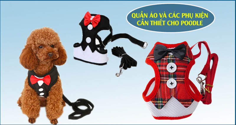 au8801 cho chó poodle