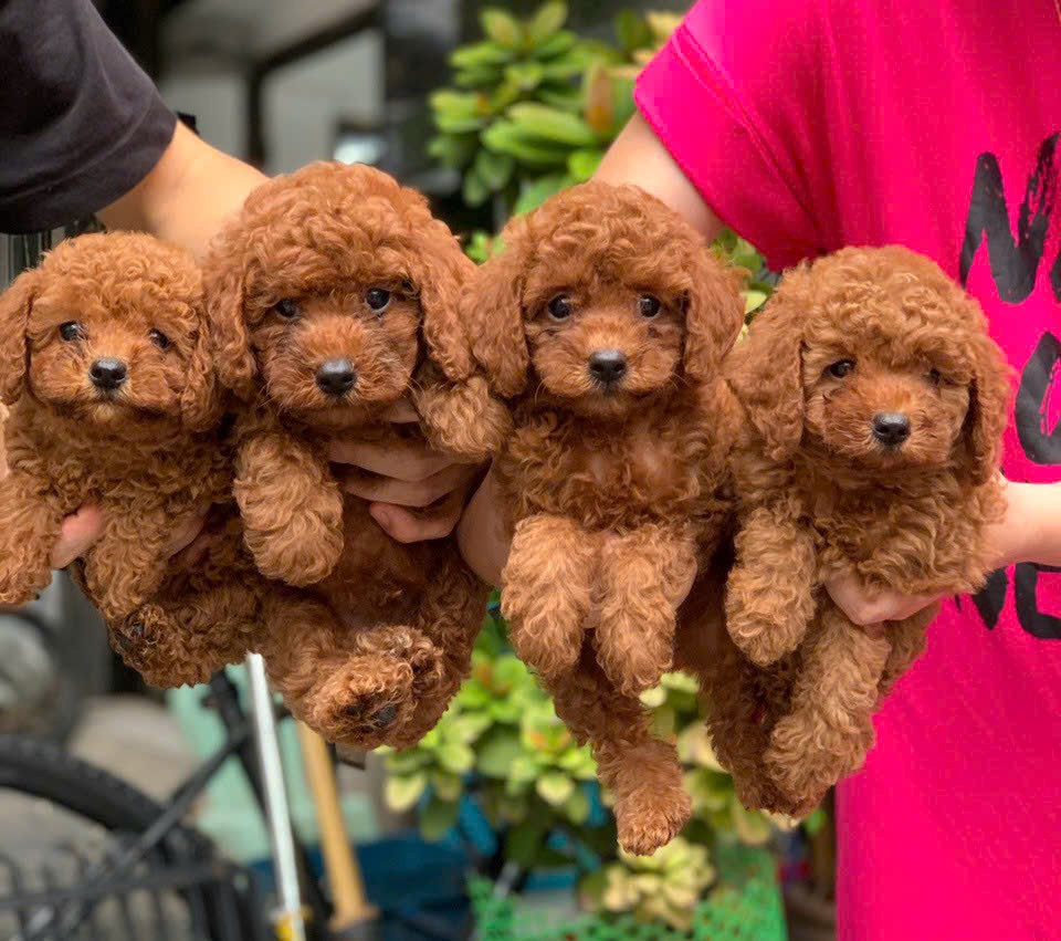 poodle nâu đỏ