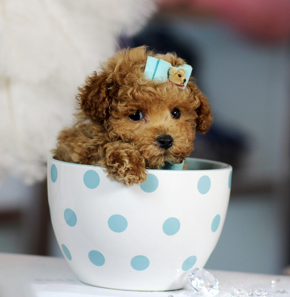 poodle teacup giá