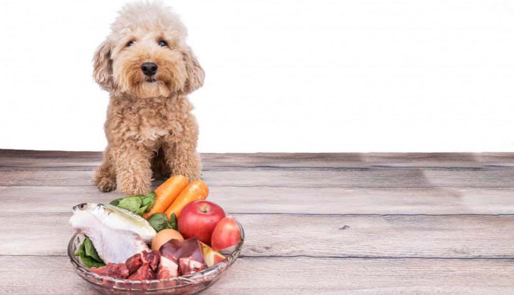 thực đơn cho poodle