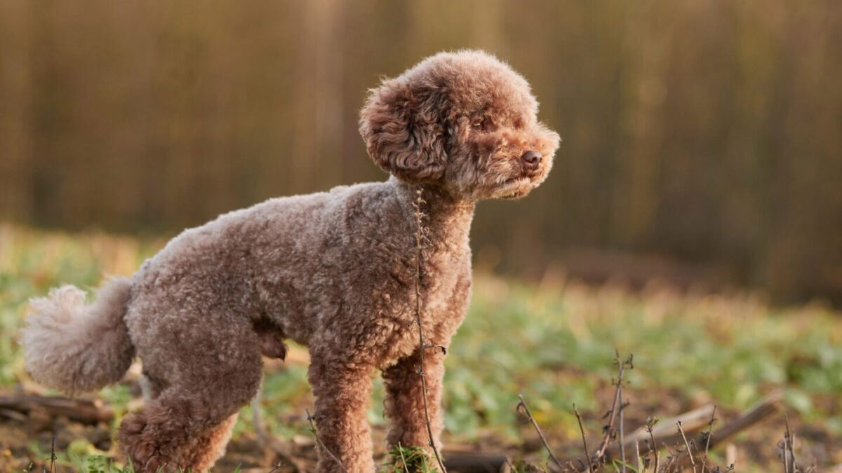 triệt sản chó poodle