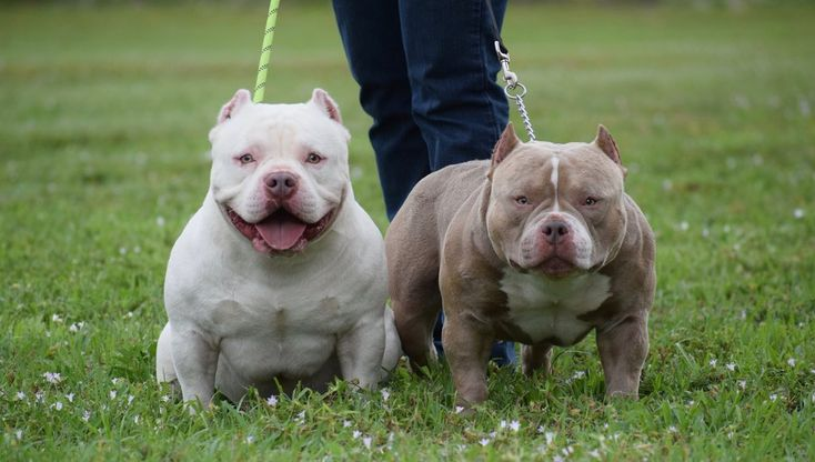 huấn luyện pitbull cơ bắp