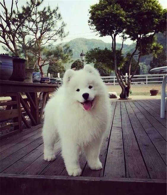 Chăm sóc bộ lông cho sam