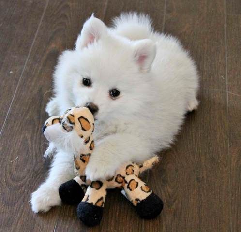 Nguyên tắc chung