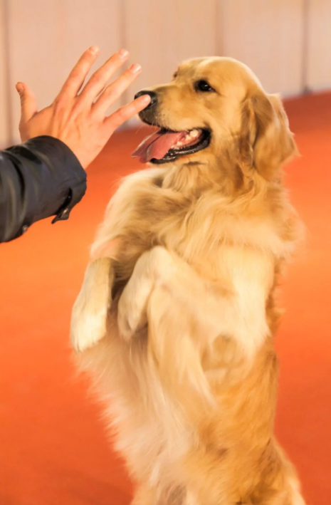 Hãy tạo một bầu không khí vui vẻ khi huấn luyện Golden