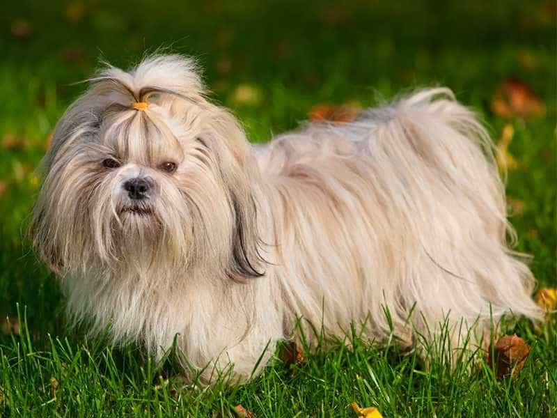 Shih Tzu nau nhat