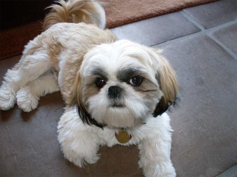 Shih Tzu nho nhan