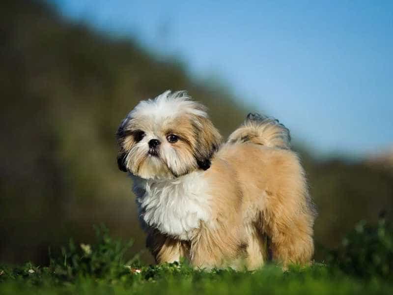 Shih Tzu cam trang