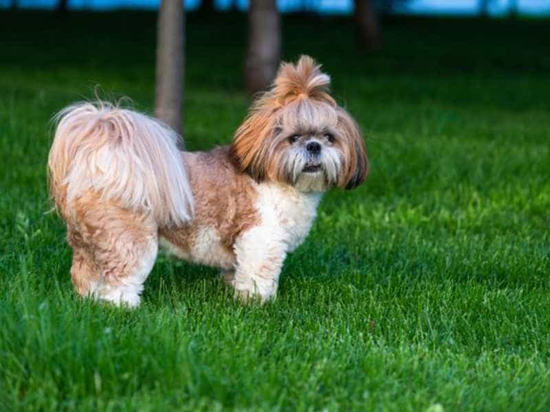 Shih Tzu nau trang
