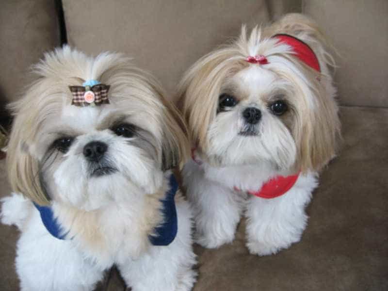 Shih Tzu cute