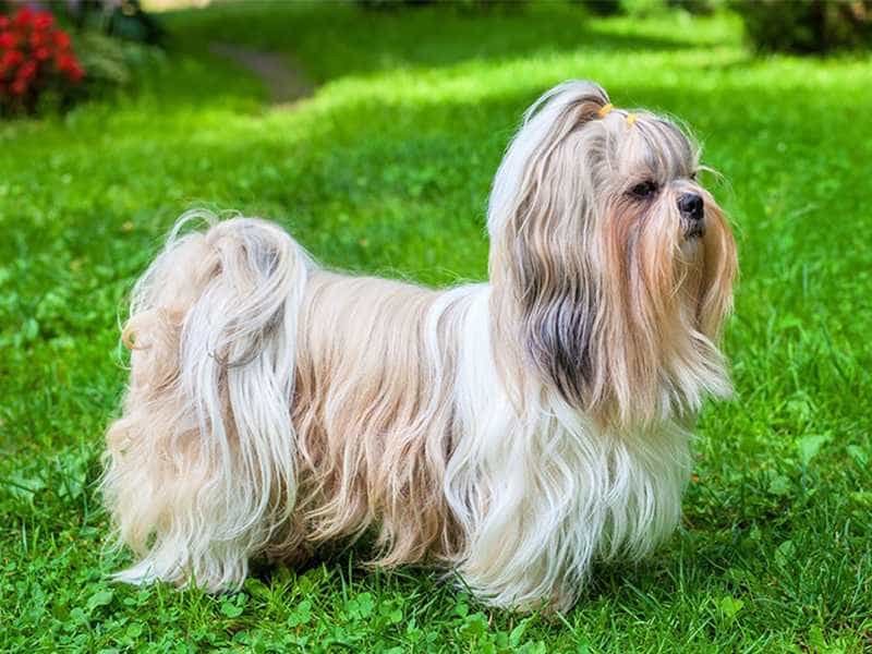 Shih Tzu nho