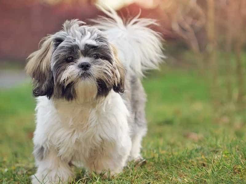 Shih Tzu de thuong