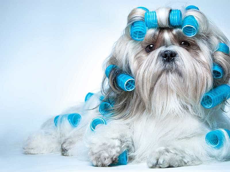 Shih Tzu dang yeu