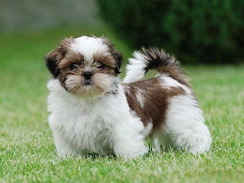 Shih Tzu nho