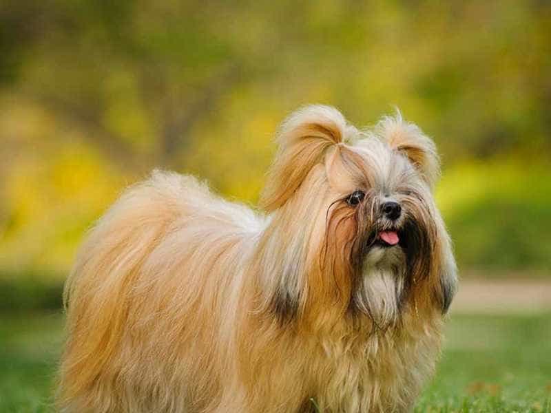 Shih Tzu nau cam