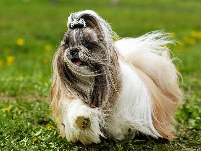 Shih Tzu dieu da