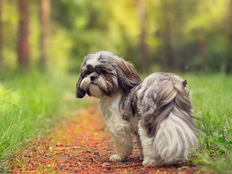 Shih Tzu ngau