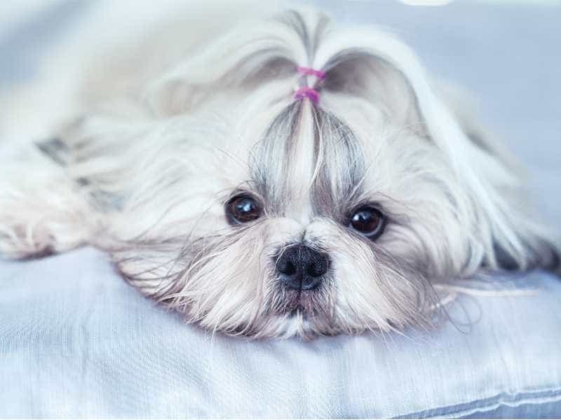 Shih Tzu trang