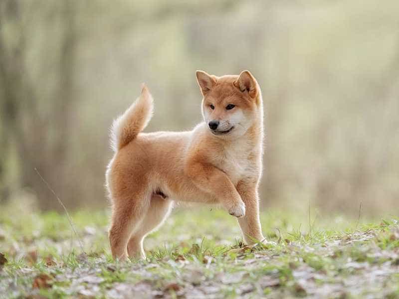 au88 Inu cam nau