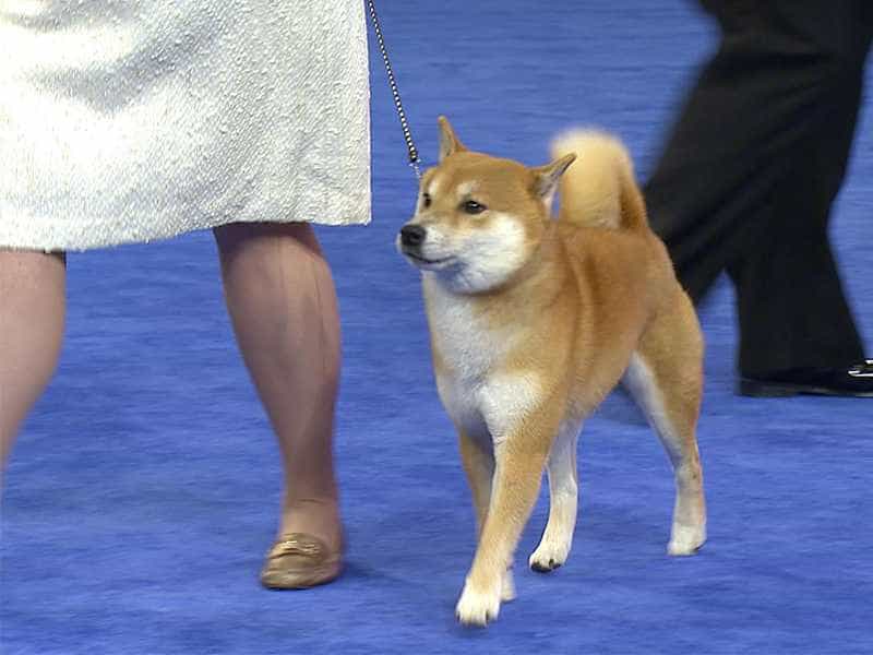 au88 Inu nghe loi