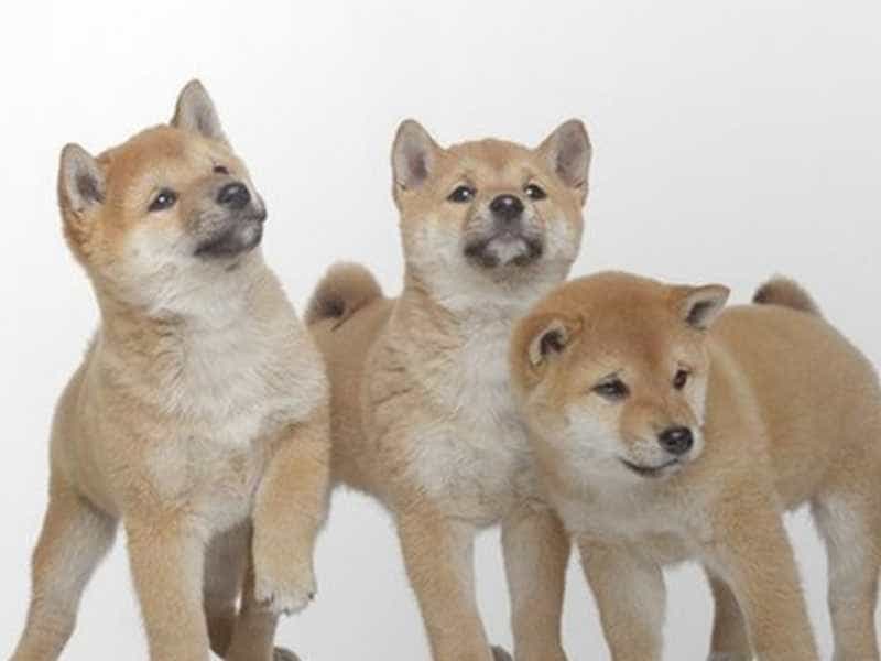au88 Inu family