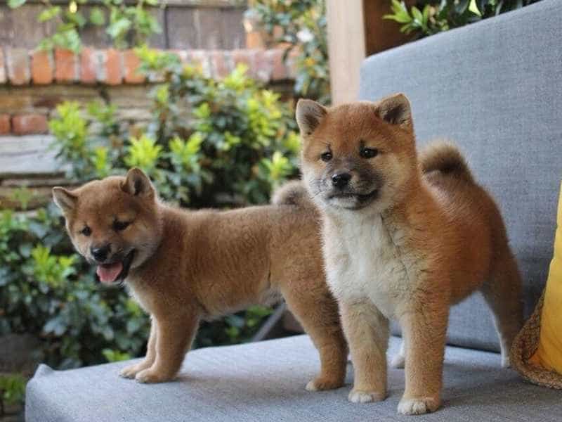au88 Inu nho