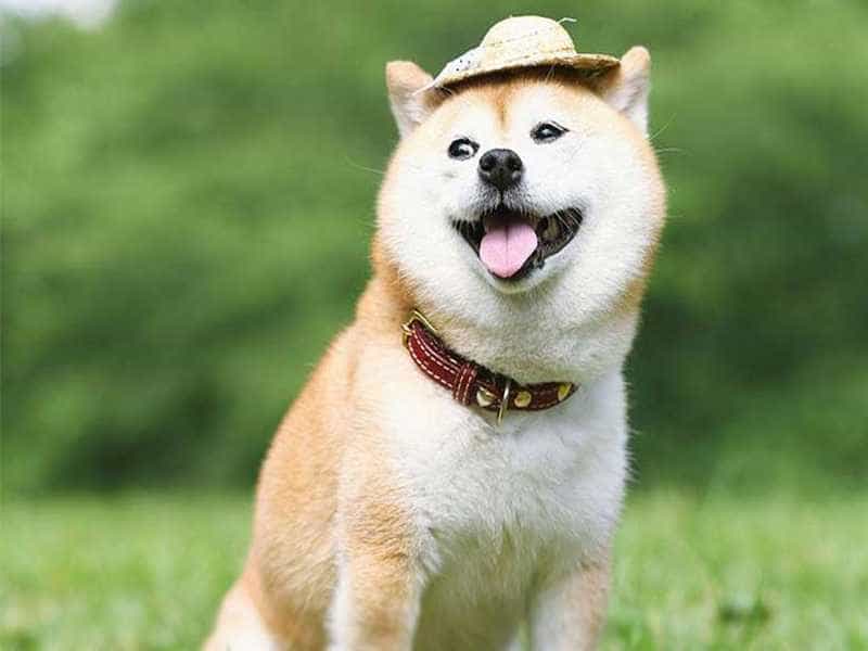 au88 Inu lon