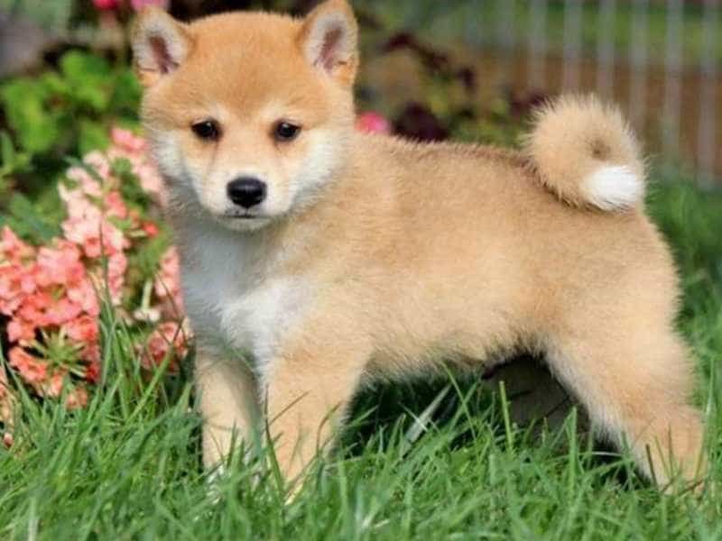 au88 Inu con