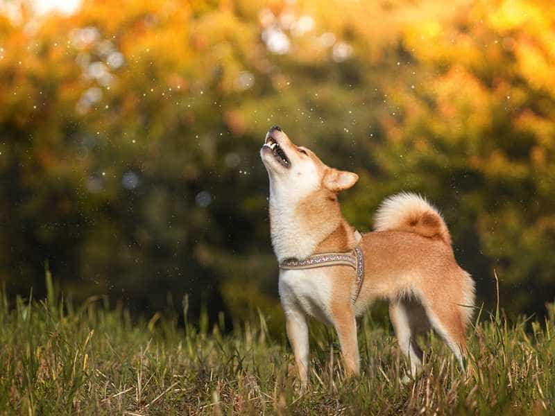 au88 Inu to lon