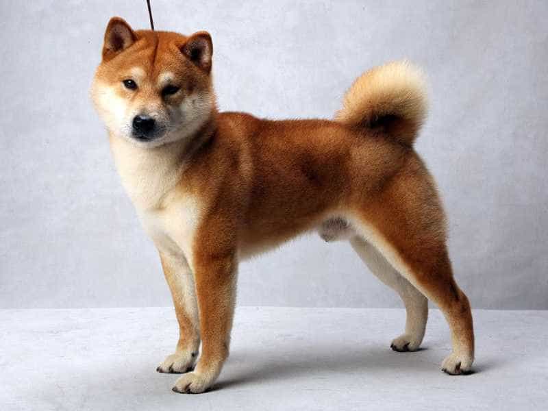 au88 Inu cute