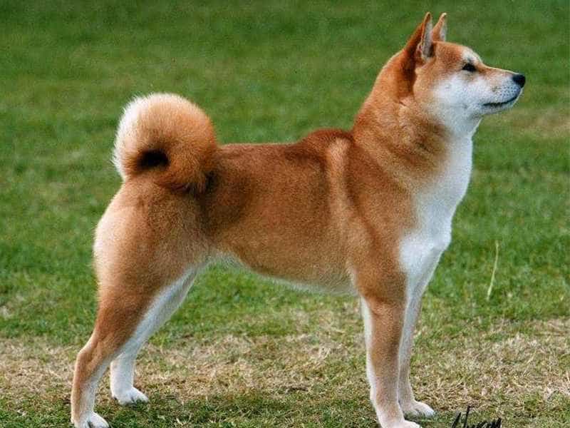 au88 Inu to