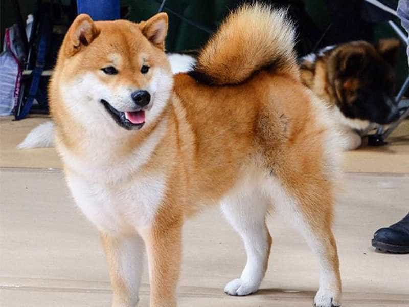 au88 Inu khoe manh