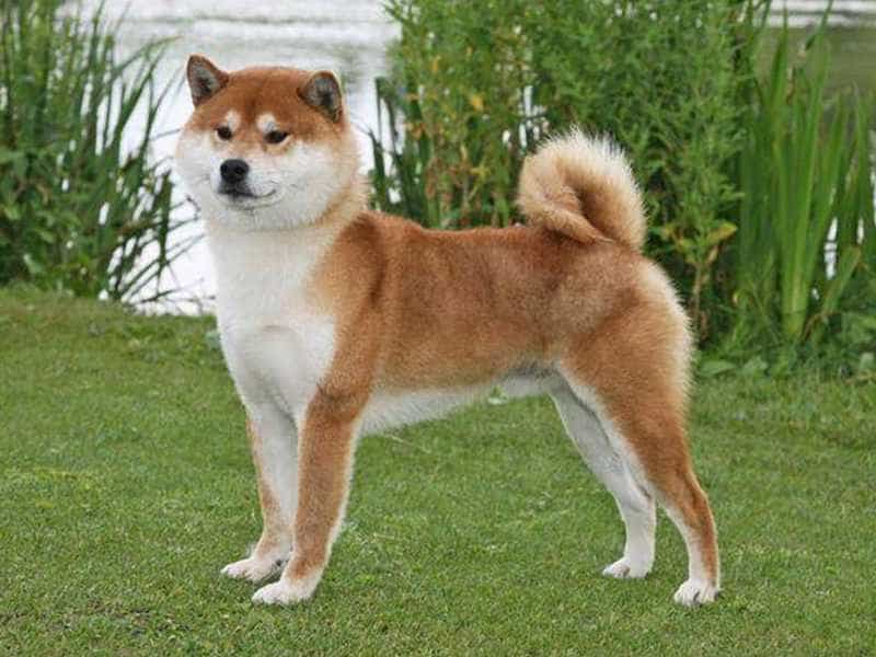 au88 Inu dep