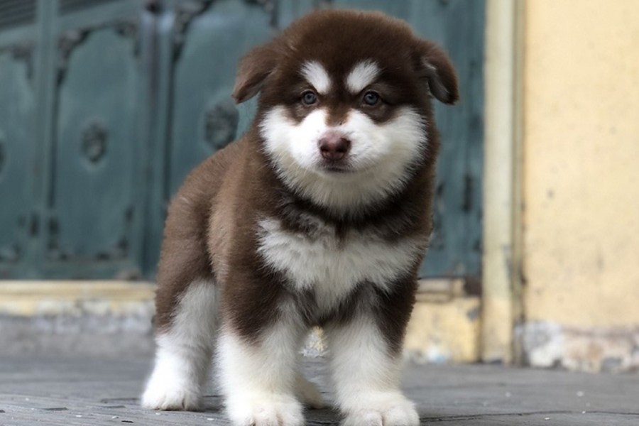 so-sanh-alaska
