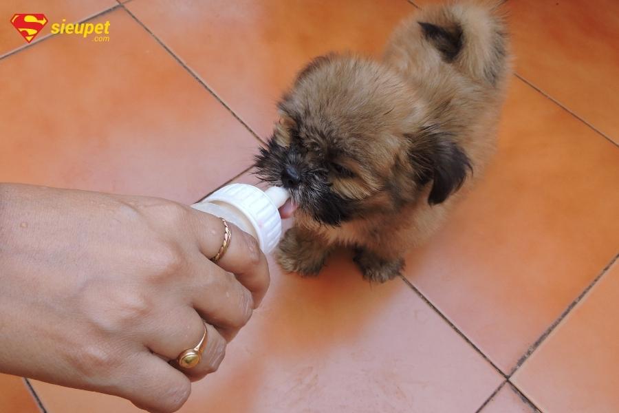 các loại sữa cho chó con