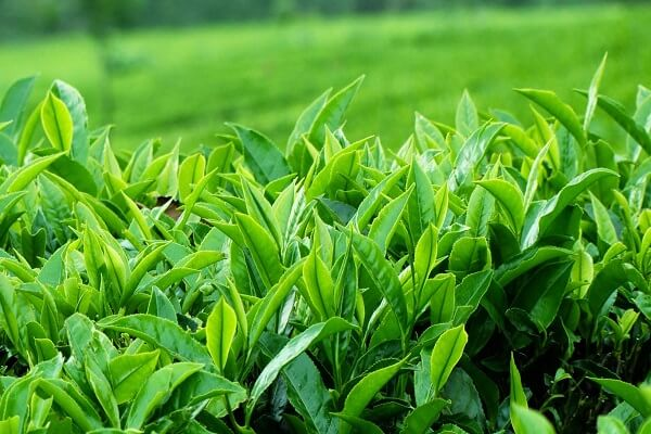tắm cho chó bị nấm bằng lá chè xanh