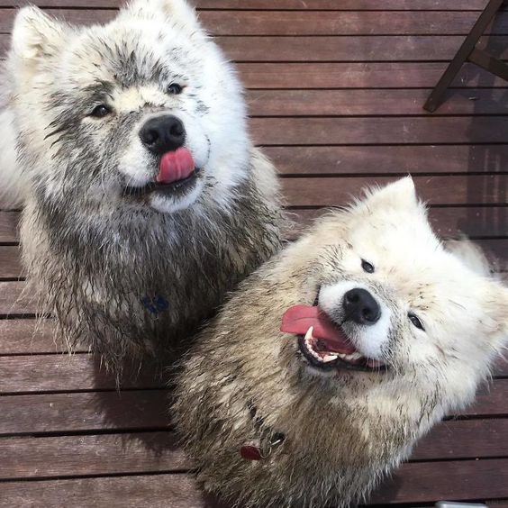 tắm cho au8801
