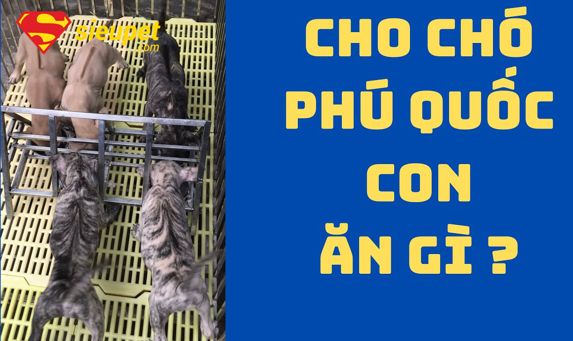 Thức Ăn Cho Chó au88 Con nhỏ
