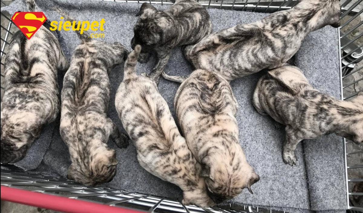 Câu hỏi thường gặp về Thức Ăn Cho Chó au88 Con